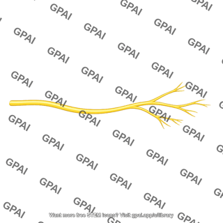 Interosseous nerve