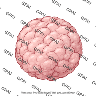 Brain organoid cortical
