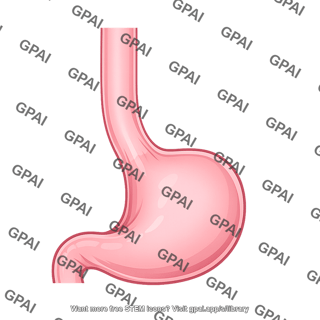 Stomach and esophagus