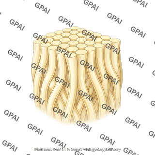Inner enamel