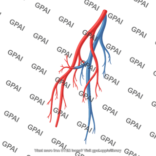 Vasculature thigh