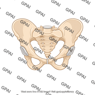 Pelvis male anterior view