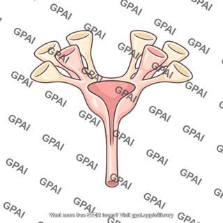 Renal collecting system
