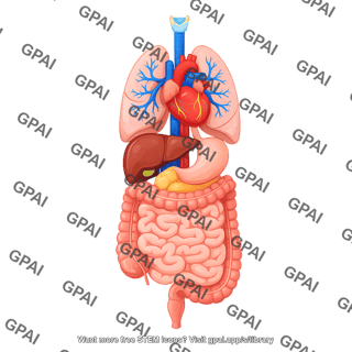 Organs multiple systems human male