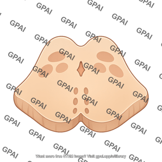 Brainstem cross section