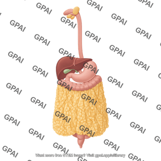 Greater omentum human on digestive system