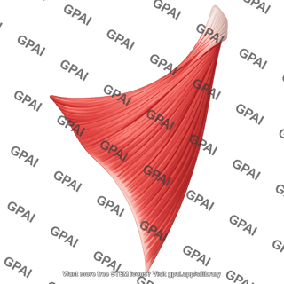 Latissimus dorsi posterior partial 450