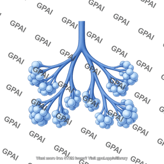 Lung development 4. saccular