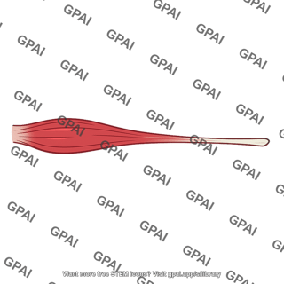Extensor carpi radialis longus muscle