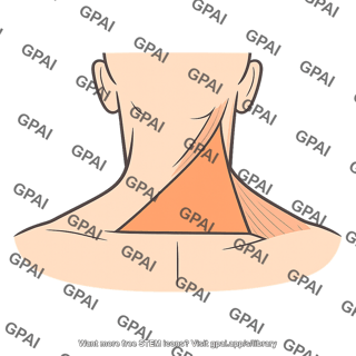 Neck posterior triangle