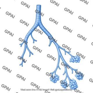 Respiratory tree 944