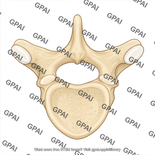 Thoracic vertebra t6 superior 755