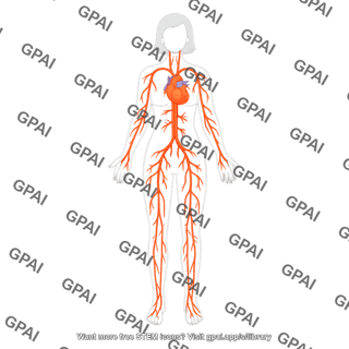 Circulatory system female arterial