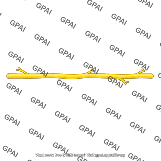 Dorsal nerve penis