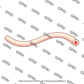 Vas deferens