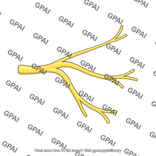 Trigeminal nerve