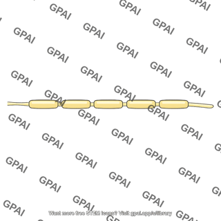 Preganglionic fiber