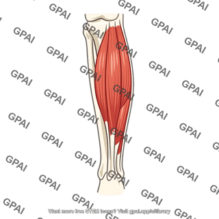 Lateral leg compartment