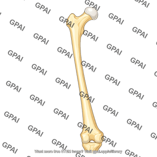 Femur anterior coxa valga