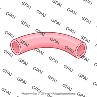 Primitive foregut tube