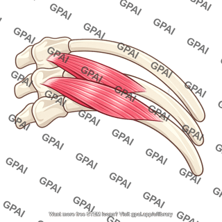 Subcostal muscle