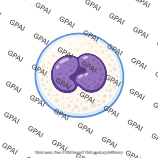 White blood cell