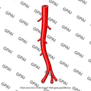 Posterior tibial artery