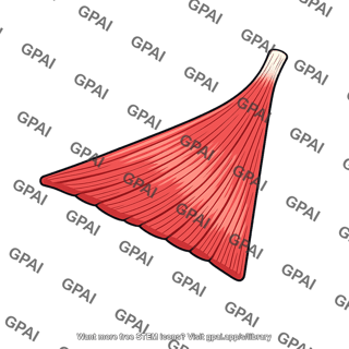 Pectoralis minor