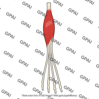 Extensor digitorum longus muscle