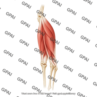 Hamstring muscles 693