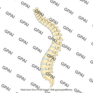 Spine lateral bending