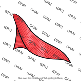 Platysma muscle