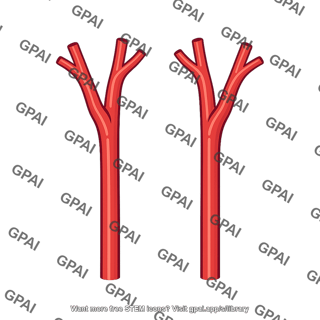 Paired carotid arteries