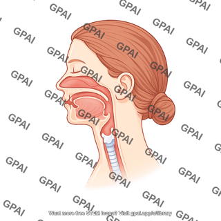 Upper respiratory tract female with head osa