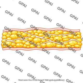 Superficial fascia fatty layer