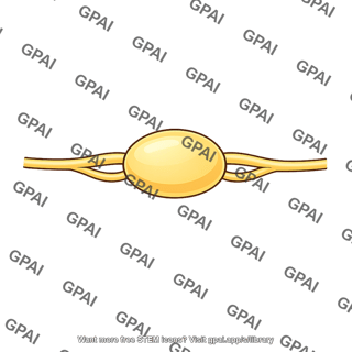 Thoracic ganglion