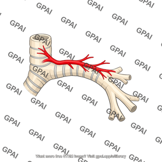 Superior left bronchial artery