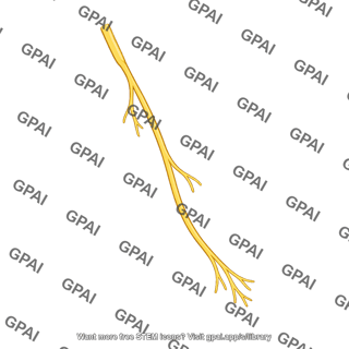 Posterior cutaneous nerve of arm