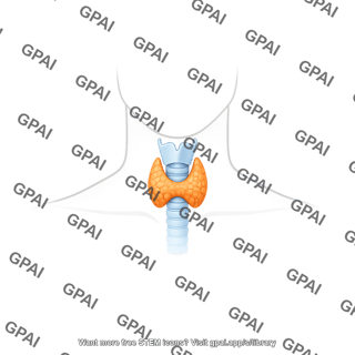 Thyroid male