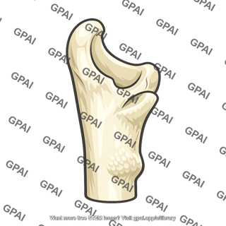 Ulna proximal end