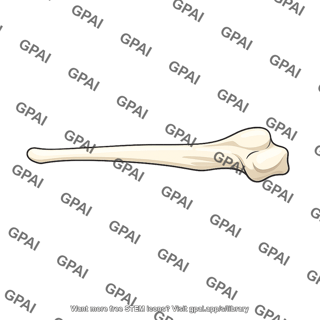 Long bone