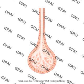 Bowmans gland