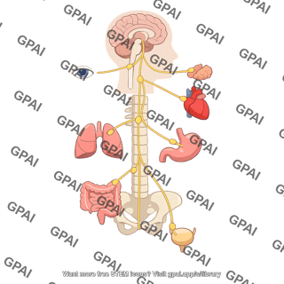 Parasympathetic nervous system