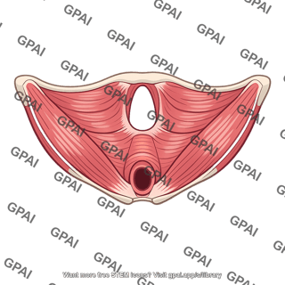 Pelvic diaphragm