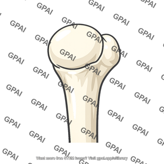Humerus proximal end