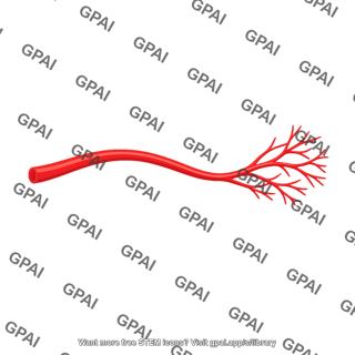 Arborizing artery