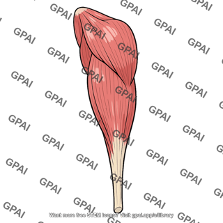 Triceps brachii