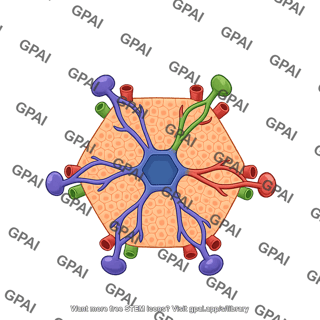 Liver lobule