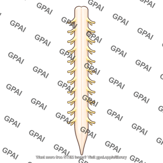 Spinal cord with nerve roots