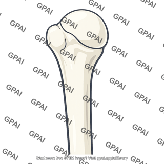Proximal humerus